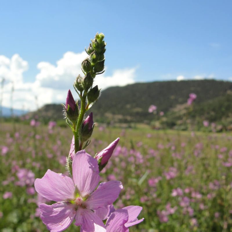 cerise-ranch-wild-flowers