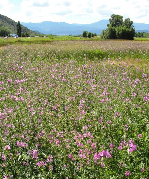 open-space-flowers